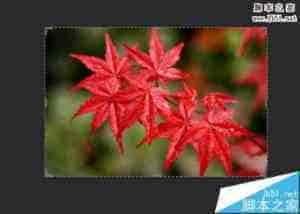 PS怎么快速将红色枫叶调成绿色? 